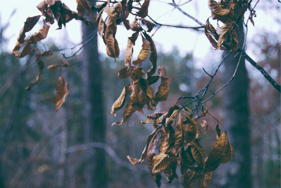 Free Image of Close-up of dried leaves on a branch 