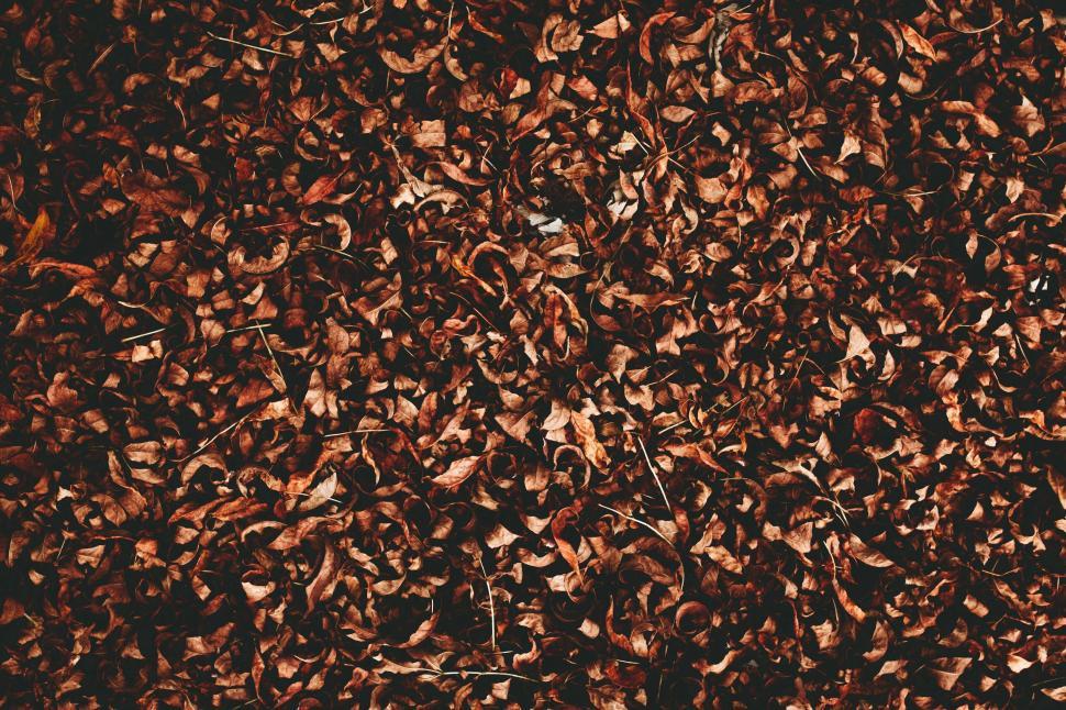 Free Image of Top view of autumn leaves covering the ground 