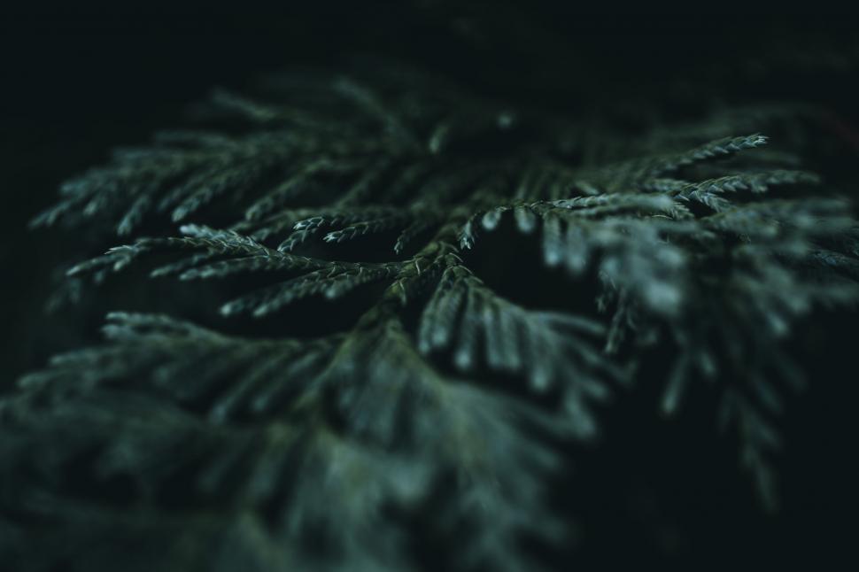 Free Image of Dark moody close up of fern foliage 