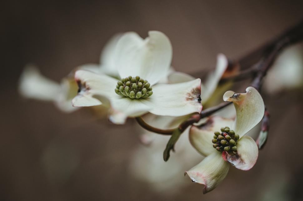 Free Image of Delicate Dogwood Flowers in Soft Focus 