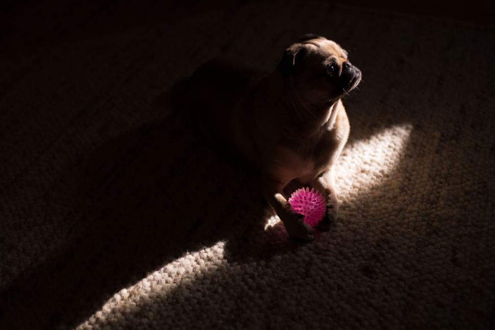 Free Image of Pug with pink toy in a beam of light 