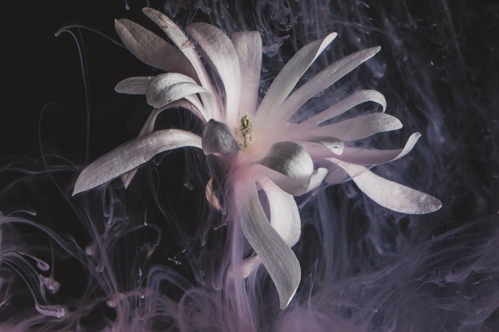 Free Image of Ethereal White Flower Amongst Violet Smoke 