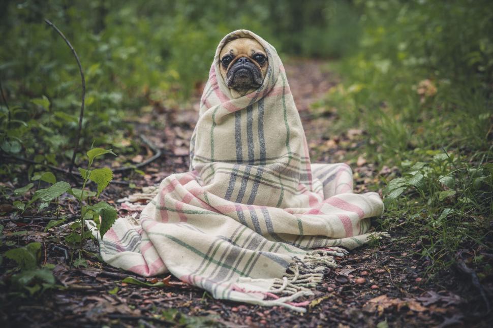 Free Image of Cozy blanket in a forest setting with blurred face 
