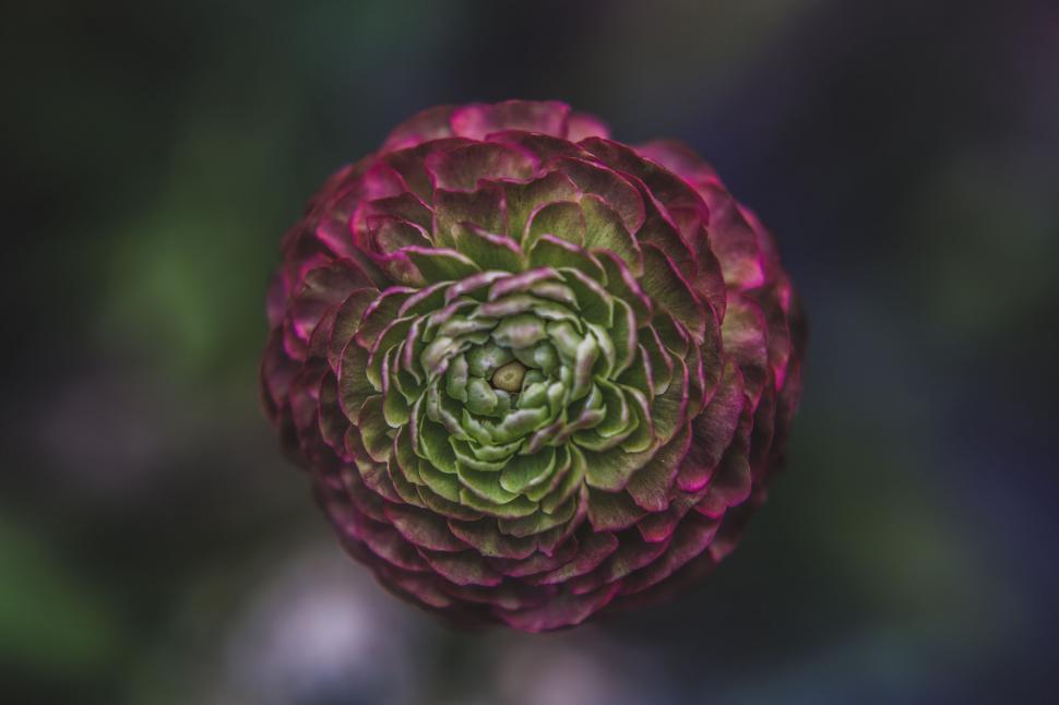 Free Image of Close-up of a vibrant ranunculus flower in bloom 