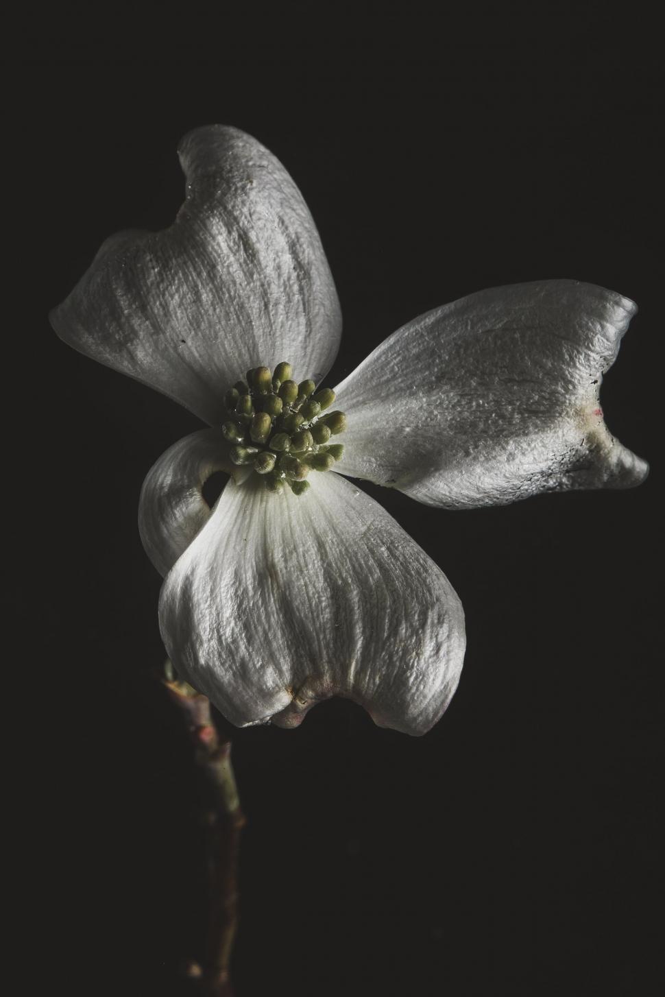 Free Image of Monochrome flower with subtle hues and light 