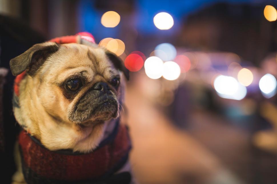 Free Image of Pug dog in a jacket posing in city lights 