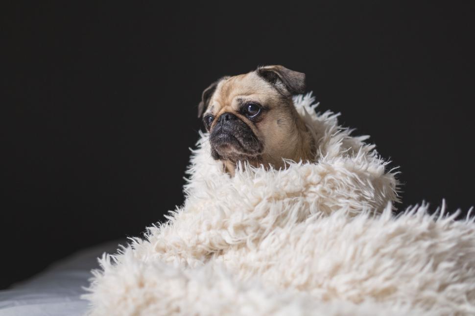 Free Image of Dog hidden in fluffy white blanket 