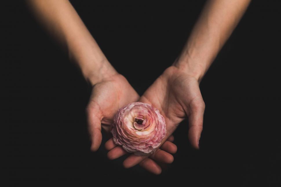 Free Image of Hands holding a delicate pink ranunculus 