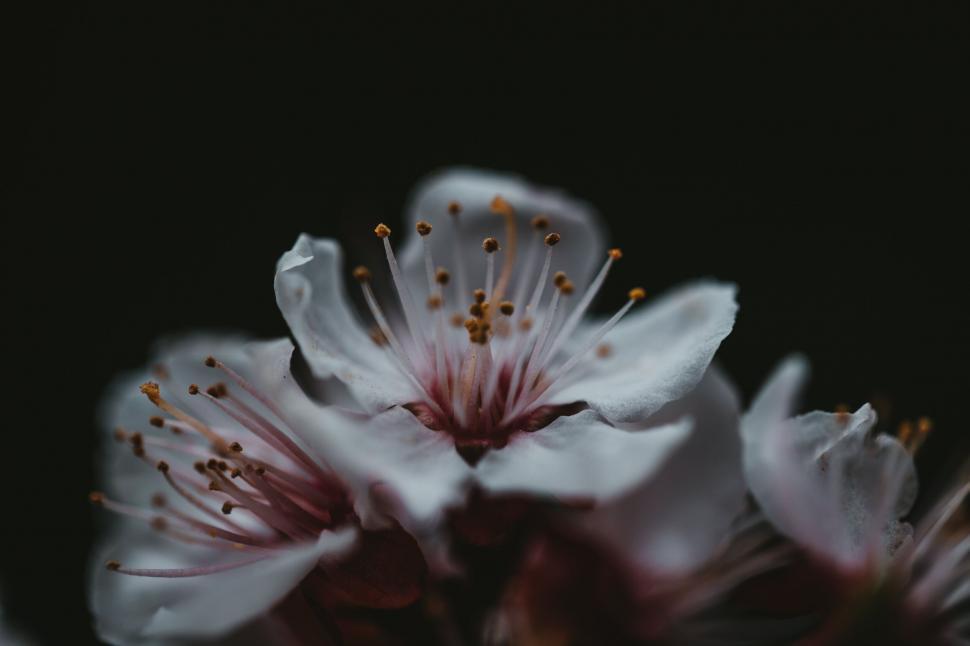 Free Image of Close-up of a delicate cherry blossom 