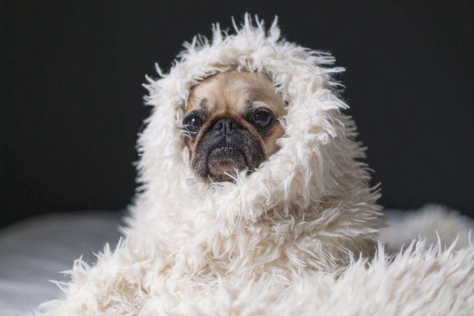 Free Image of Pug wrapped in a cozy white blanket 