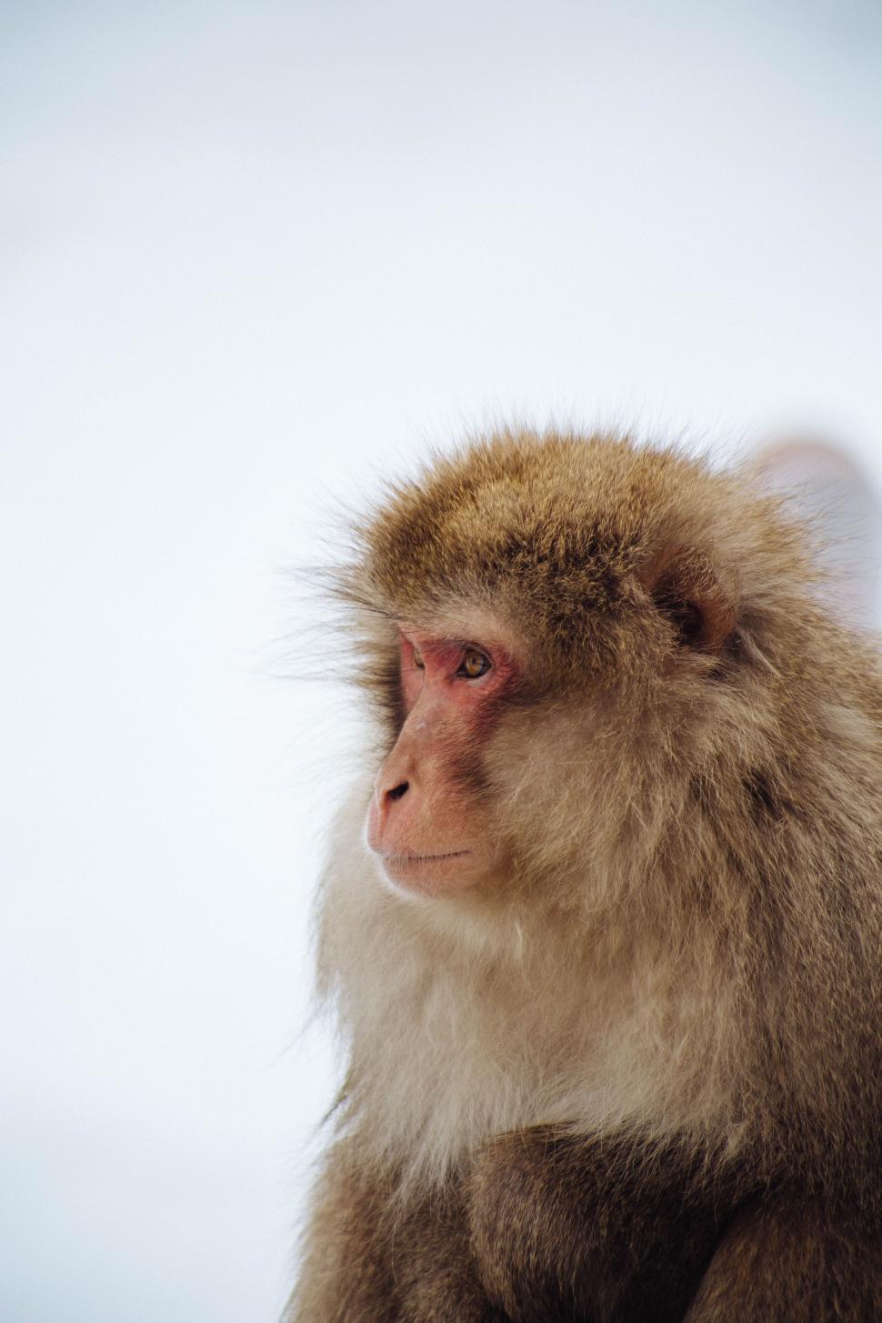 Free Image of Monkey with blurred face looking away 