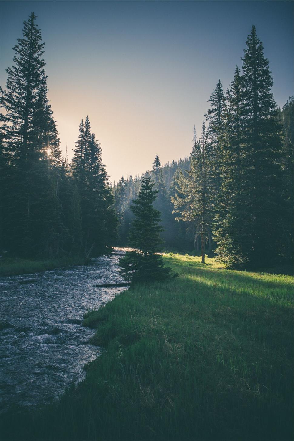 Free Image of Forest riverbed with sunlight peeking through trees 