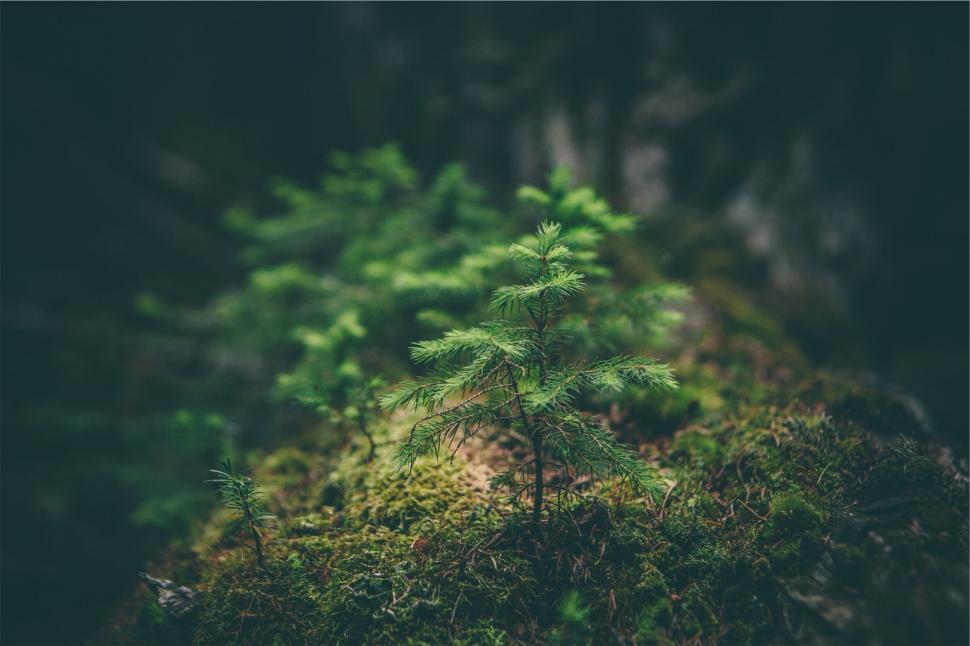 Free Image of Young tree growing on a moss-covered log 