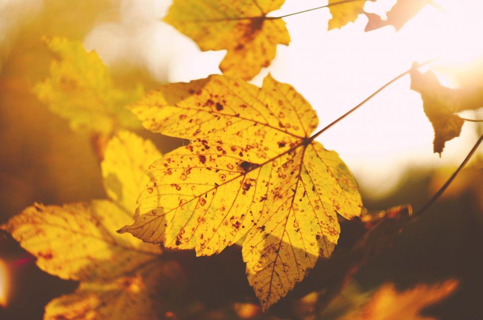 Free Image of Autumn leaves with sunlight filtering 