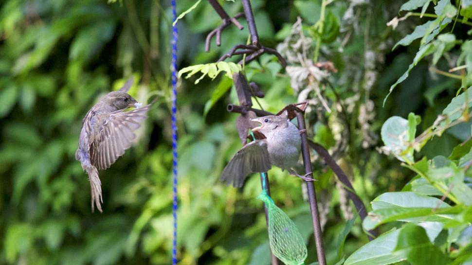 Free Image of Sparrows interacting on a garden feeder 