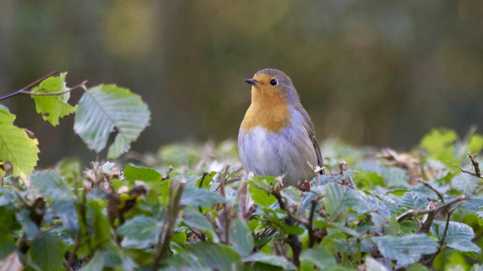 Free Image of Robin perched in a green leafy environment 