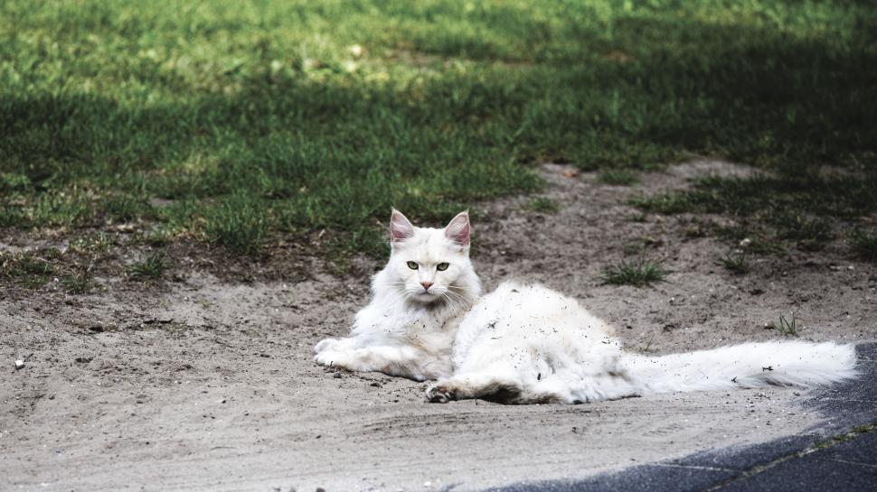 Free Image of White fluffy cat lounging on dirt path 