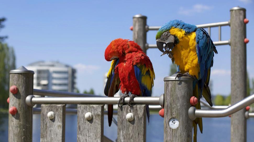 Free Image of Vibrant parrots on playground equipment 