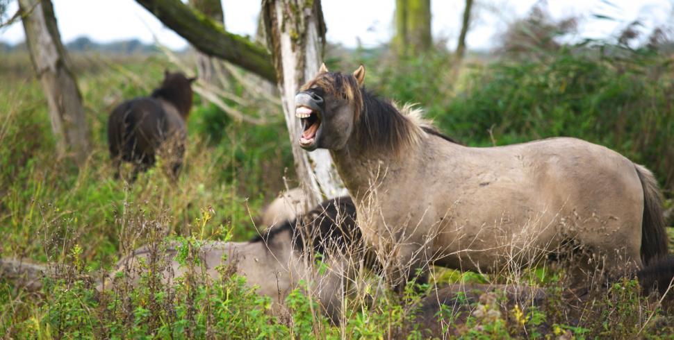 Free Image of Wild horse yawning in natural habitat 