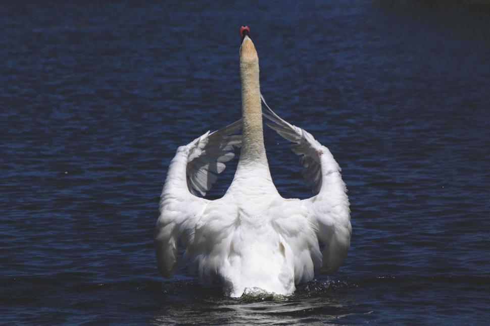 Free Image of Majestic swan spreading wings on water 