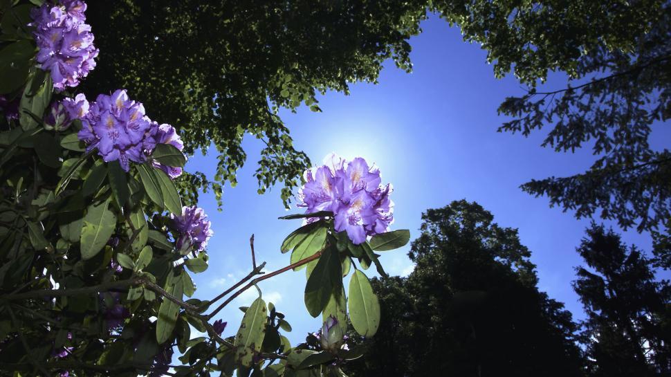 Free Image of Lilac flowers with bright blue sky backdrop 