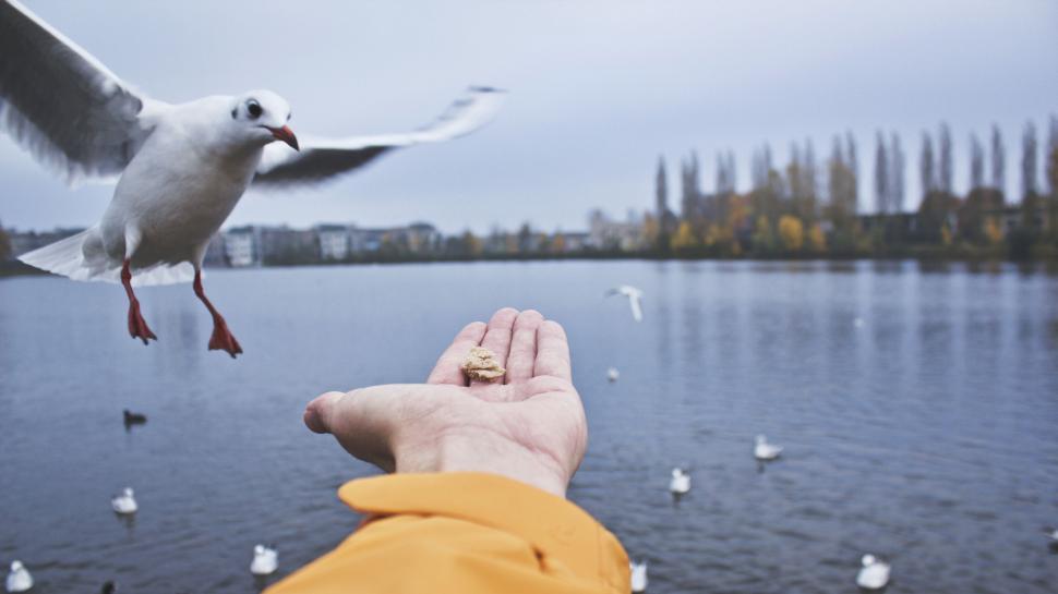 Free Image of Hand feeding a seagull over a lake 