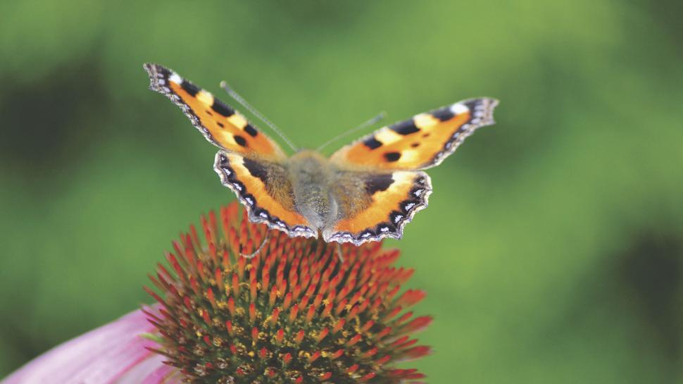 Free Image of Butterfly resting on a flowering plant 