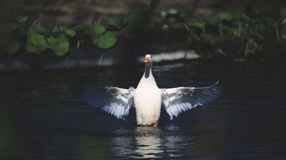 Free Image of Majestic swan spreading wings on tranquil water 