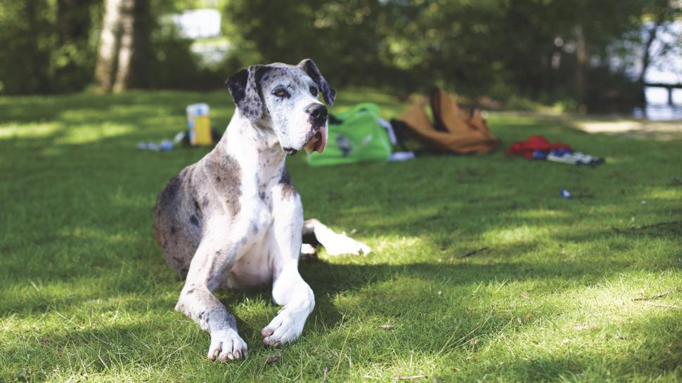 Free Image of Great Dane resting on a sunny grass field 