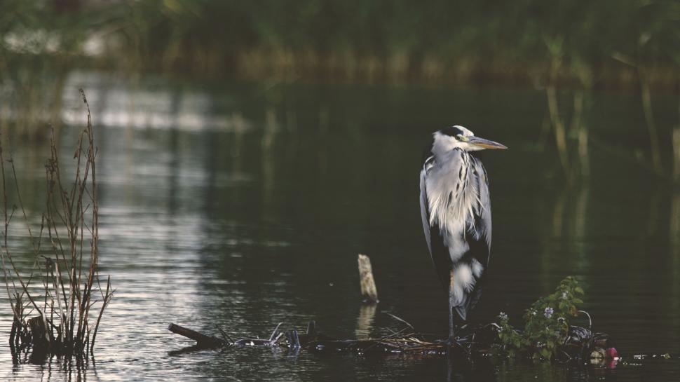 Free Image of Heron standing still in a wetland area 