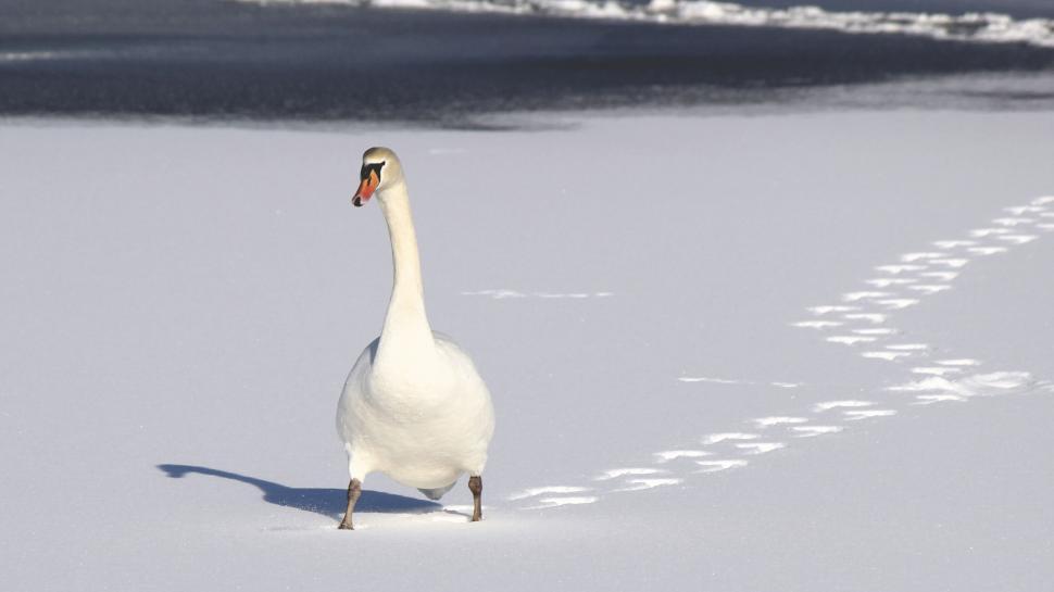Free Image of Swan with steps on snowy surface 