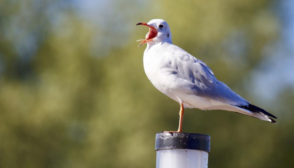 Free Image of Seagull vocalizing on a pole with open beak 
