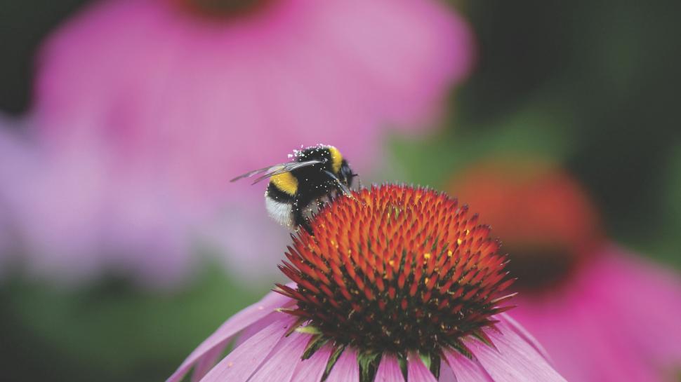 Free Image of Bee pollinating a vibrant pink flower 