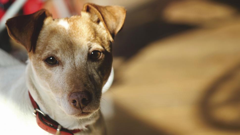 Free Image of Portrait of a contemplative brown dog 