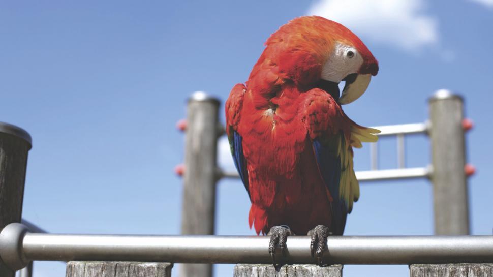 Free Image of Scarlet macaw perched on wooden fence 