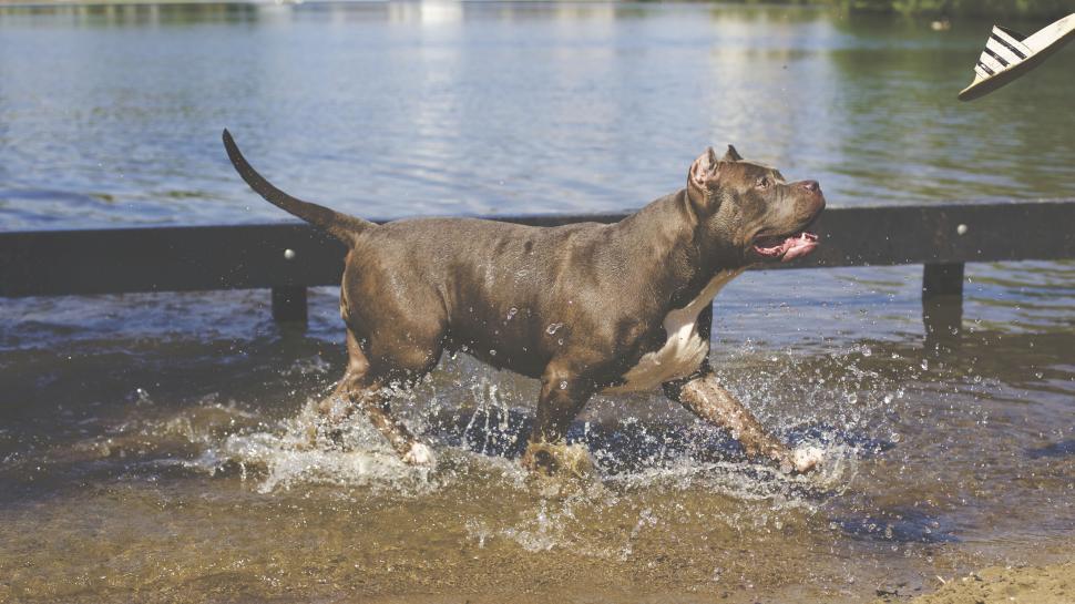 Free Image of Active brown dog splashing water in lake 
