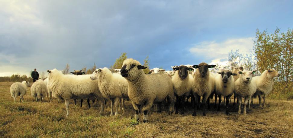 Free Image of Herd of sheep under cloud-filled sky 