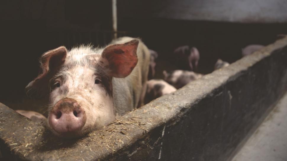 Free Image of Curious pig peeking over barn wall 
