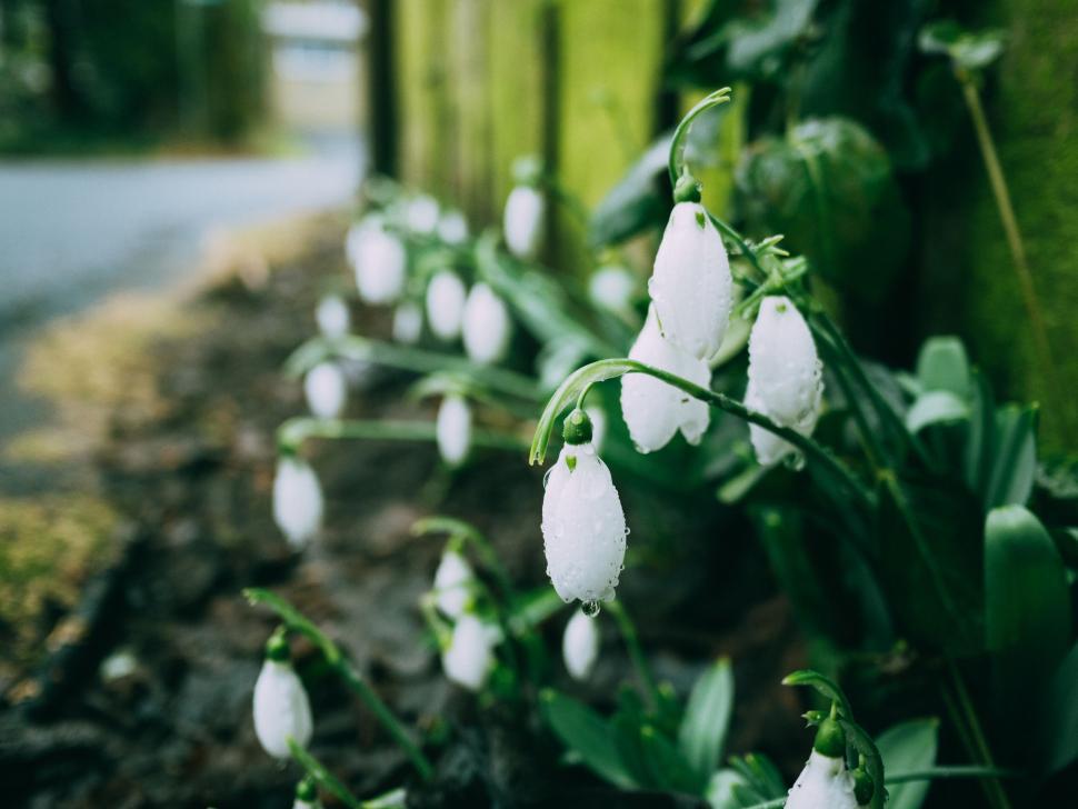 Free Image of Snowdrops with water droplets on leaves 