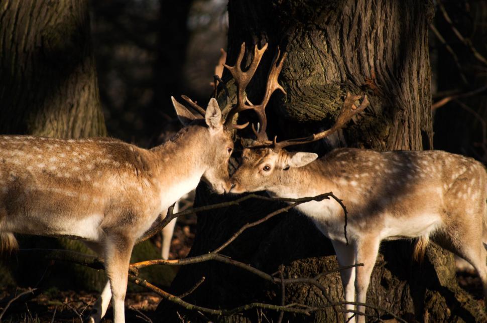 Free Image of Deer in the forest during golden hour 