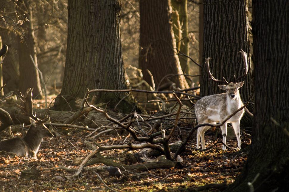 Free Image of Majestic stag in sunlit forest setting 
