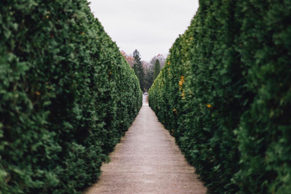 Free Image of Person at End of Green Lush Hedge Path 