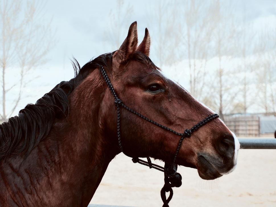 Free Image of Close-Up of a Brown Horse s Face and Mane 