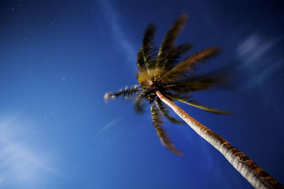 Free Image of Tropical palm tree against starry sky 