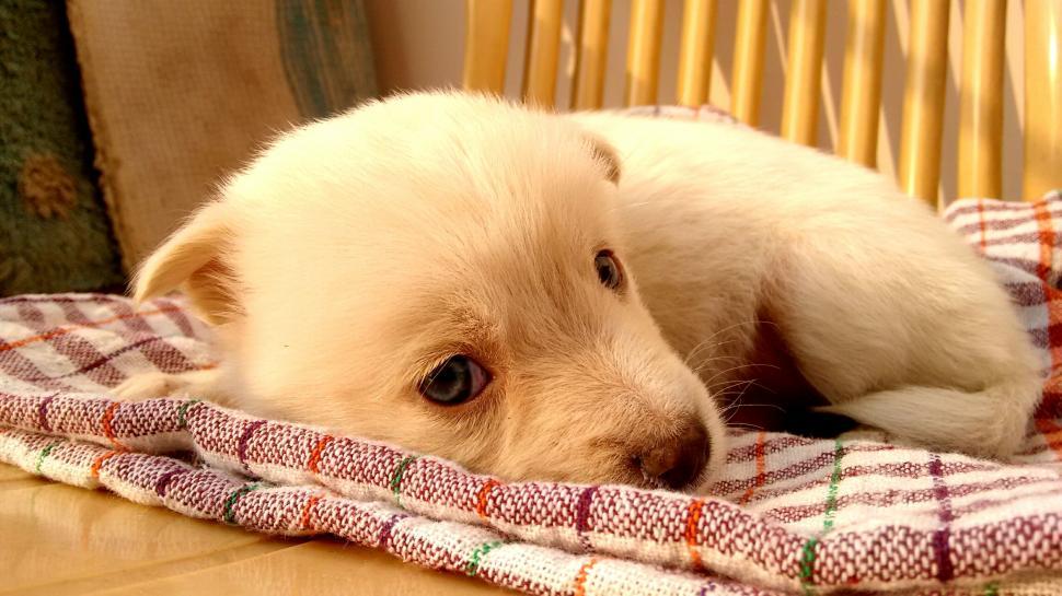 Free Image of Adorable white puppy lying on plaid fabric 