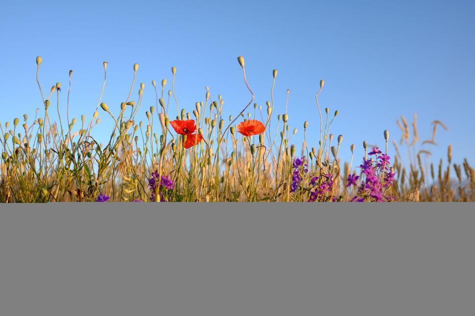 Free Image of Field of red poppies and purple flowers 
