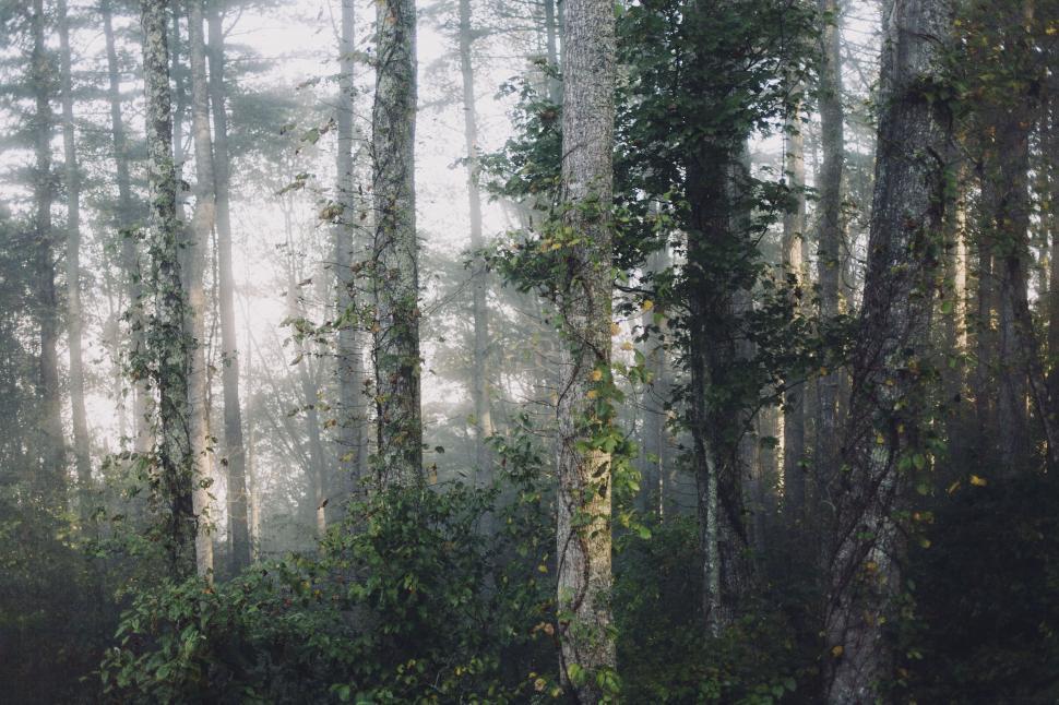 Free Image of Misty forest scene with sunlight rays 