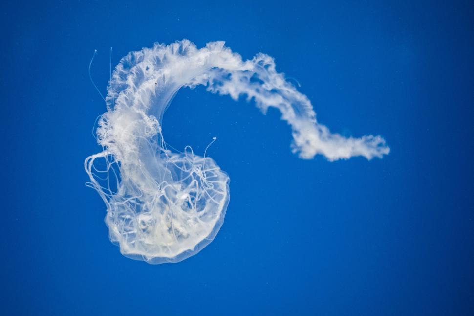 Free Image of Underwater jellyfish floating in deep blue sea 