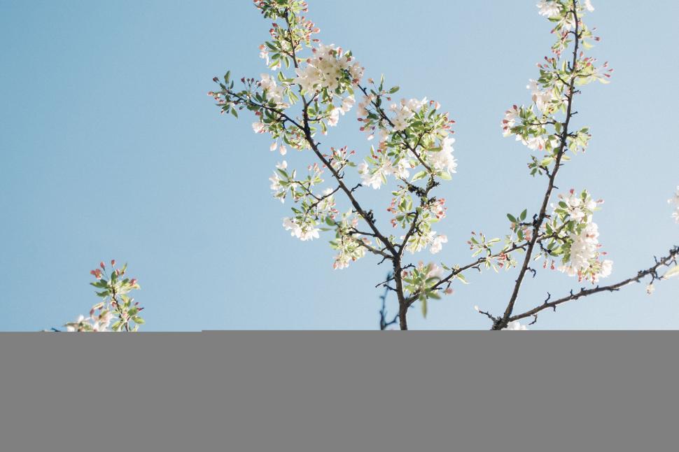 Free Image of Blooming tree branches against a blue sky 