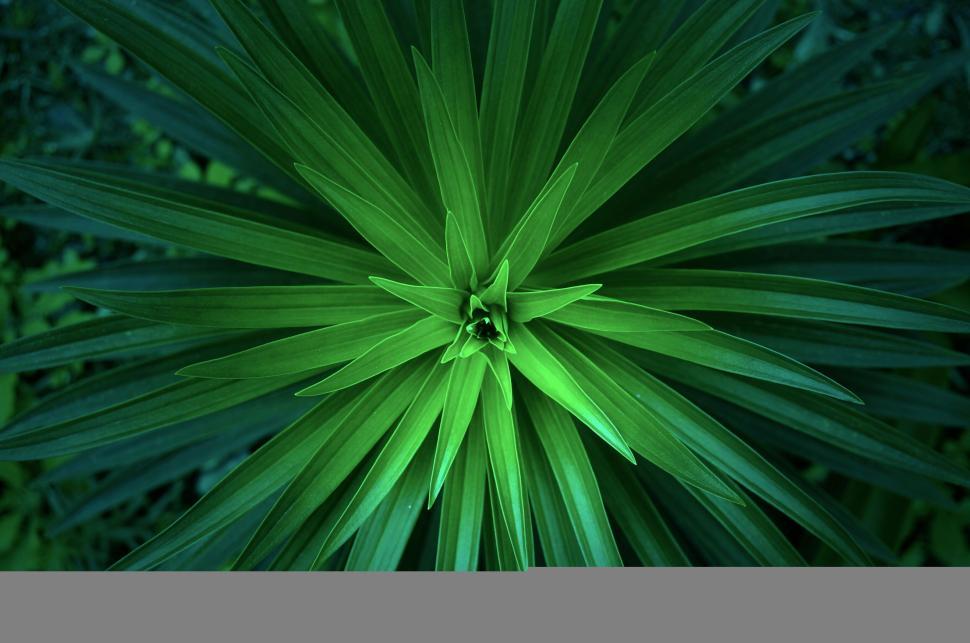 Free Image of Green plant with spiral leaf arrangement 